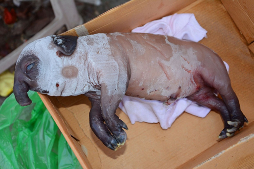 Pig